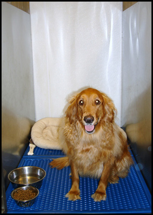 Dogworld Boarding B Suite