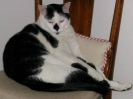 Felix