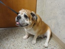 Bruiser