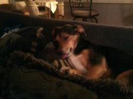 Lilly