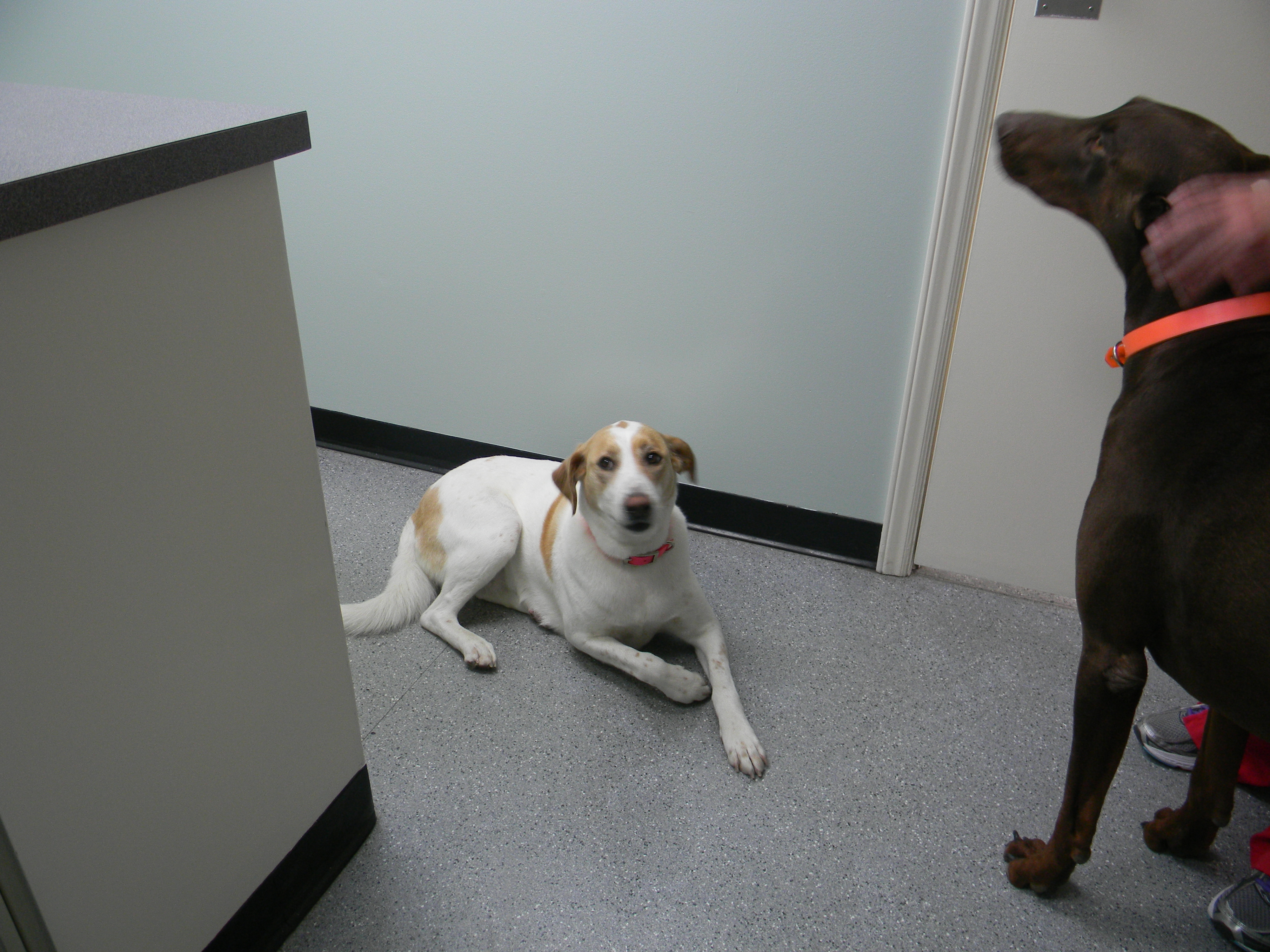 Wilson Veterinary Hospital, 4741 Lake Wilson Road Elm City, NC 27822