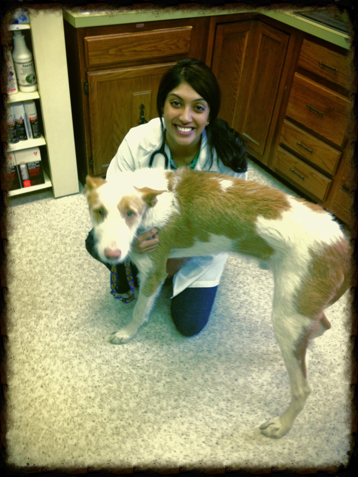 Ansonia Westfield Veterinary Hospital Our Staff