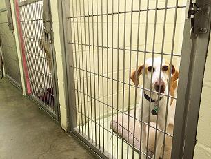 doctor bill's pet infirmary