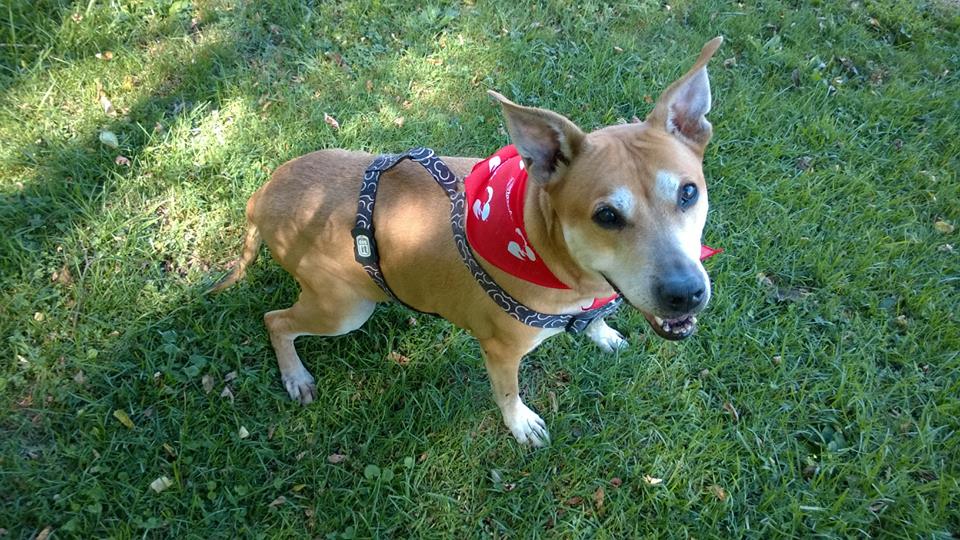 Cherryville Animal Hospital