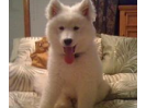 Nikolai
