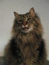 doctor bill's pet infirmary