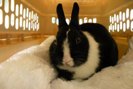 Mr. Bunny