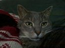 Gus