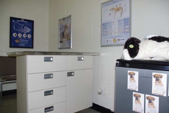 Canine Examination Room