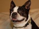 Vicky's dog, Minnie