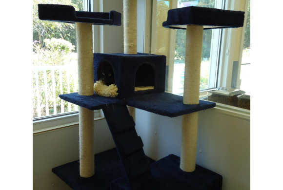 Feline Play Room