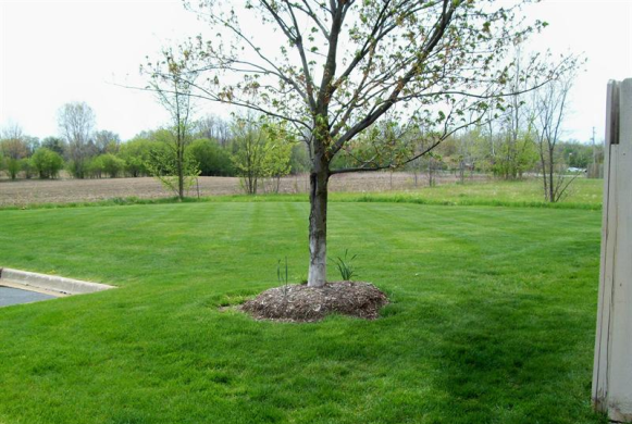 We have a large yard for our dogs to go for walks while staying with us.