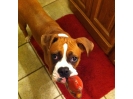 Taffy