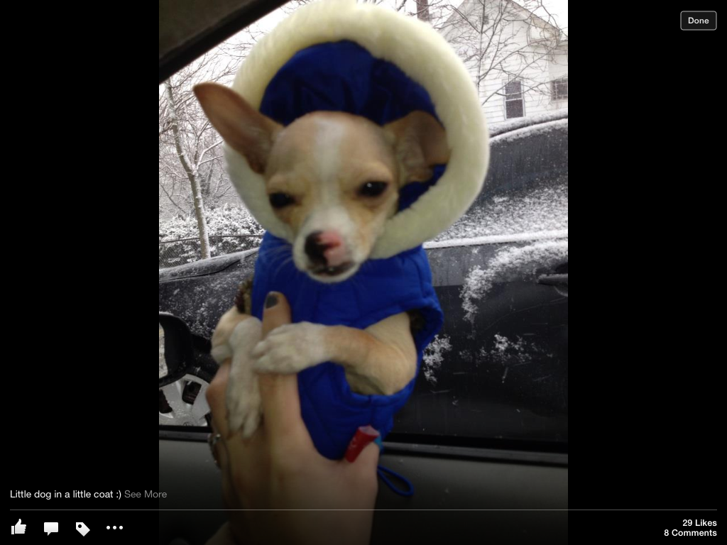 Raynham Veterinary Hospital, Inc.