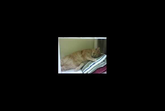 Tater sleeps a lot