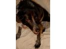 Dr. Heidi Homuth's Dog