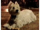 Simon