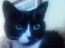 Sylvester