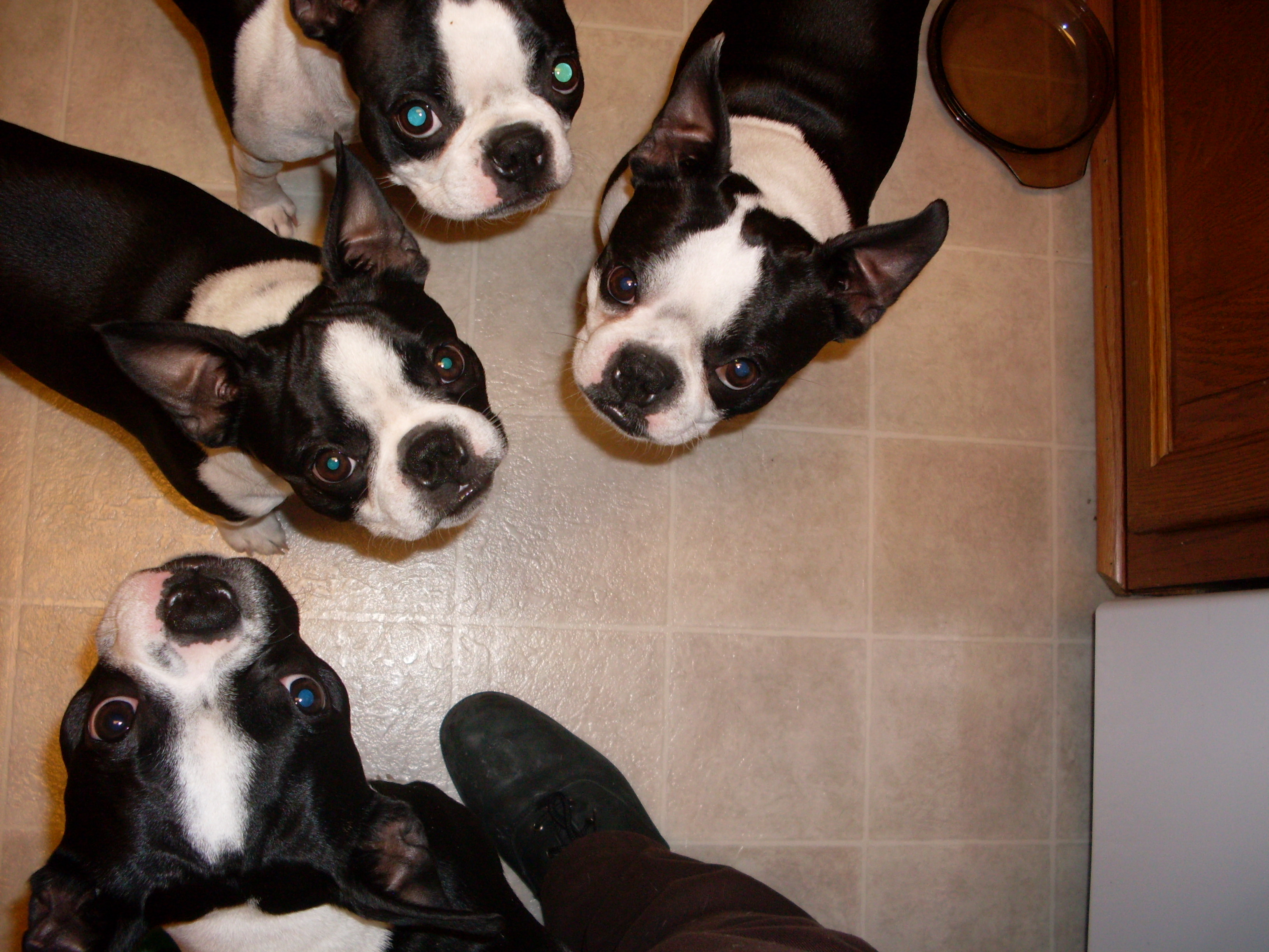 Salisbury Animal Hospital Our Staff