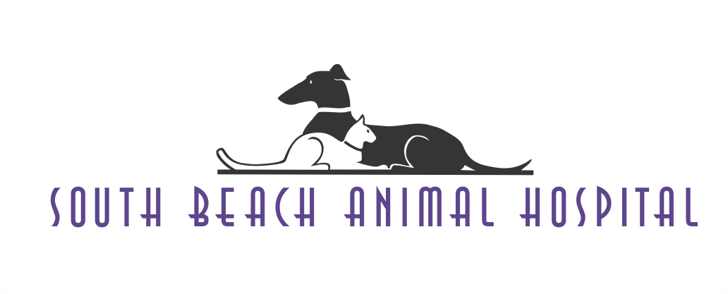 South Beach Animal Hospital
