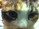 Kitty