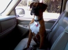 Dozer