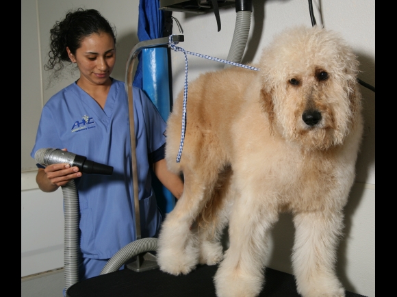 Full Service Grooming
