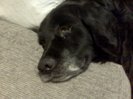 Buddy
