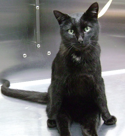 SART RESCUE MASCOT