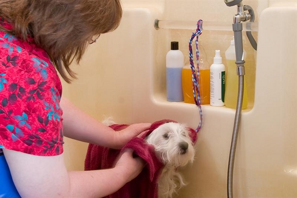 The Grooming Room