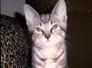 Zeus