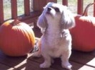 Cocoa