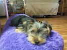 Karley