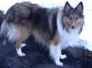 Rascal