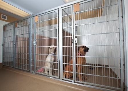 DOG WARD