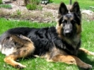Otto