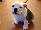 Sully