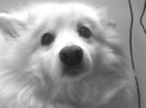 Kody