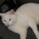 C.C. ,Clinic Cat