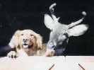 Gracie & Raymond Schneider