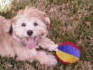 Houdini