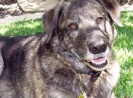 Kazi