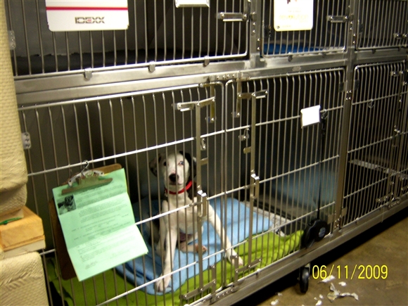 kennel room