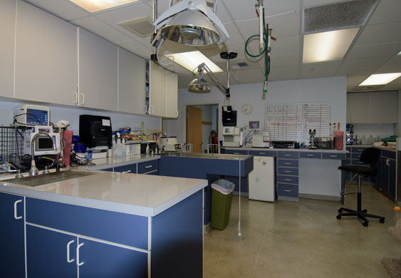 Treatment and Surgical Prep. Room