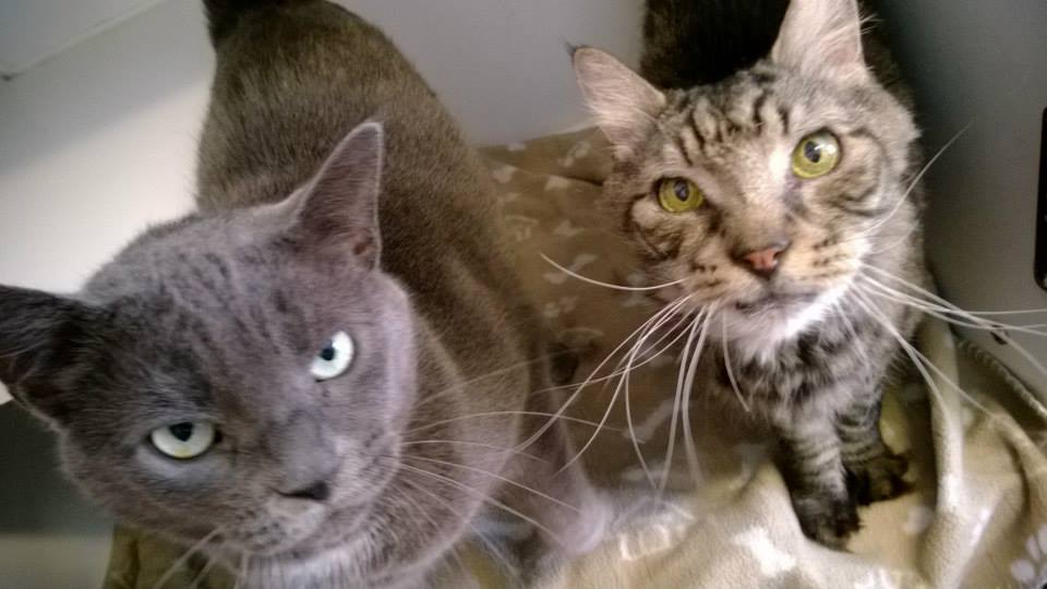 Cherryville Animal Hospital