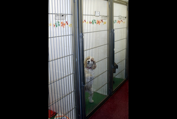 Canine Boarding