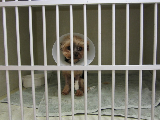 Hospitalized Pets