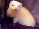 Draco