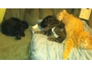 Bear, Snuggles, Cricket