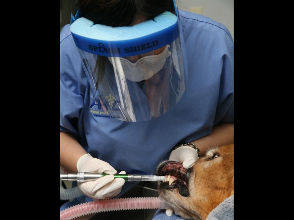 Dental Care